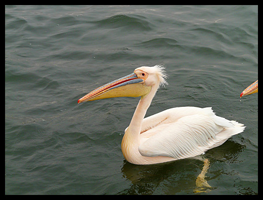 pélican